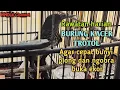 Download Lagu Rawatan harian burung KACER TROTOL Agar cepat bunyi plong dan buka ekor‼️