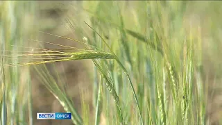 «Вести Омск», утренний эфир от 13 июля 2023 года