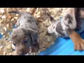 Mini Dachshund X Beagle cross