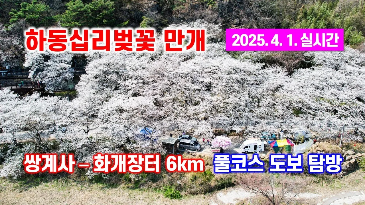 하동(쌍계사)십리벚꽃길 벚꽃만개(2025.4.1) 쌍계사 - 화개장터 풀코스 벚꽃터널 + 드론촬영영상 サムネイル
