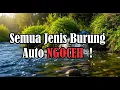 Download Lagu 🔴 Suara air sungai untuk terapi burung stress - Relaksasi Burung - Terapi burung macet- AMPUH ❗