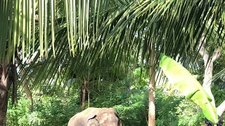 කල්ලඩියේ ඇතා