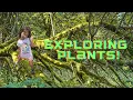 Exploring Plants Parts of a Plant Photosynthesis