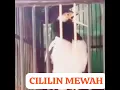 Download Lagu Jalak suren isian cililin panjang bangett #kicaumania #reels
