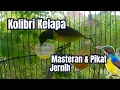 Download Lagu Suara Kolibri Kelapa (Wiceh) Gacor – Masteran \u0026 Pikat Burung Liar Ampuh!