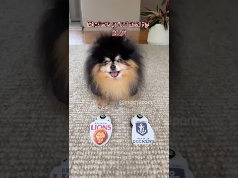 Mocha’s 2026 AFL grand final tip is in! 🦁 vs ⚓️ there will be a “party” today 💃🏻 #dog