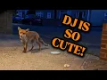 DJ SEEMS TO BE GETTING CUTE IF THATS POSSIBLE