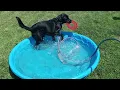 Black labrador Golden Retriever mix Goldordor Ollie pool time