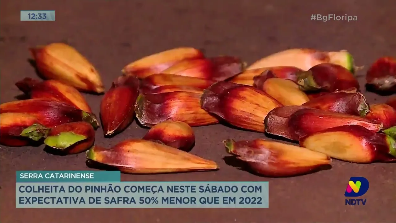 Colheita do pinhão em SC começa neste Sábado com expectativa de safra 50% menor que em 2022