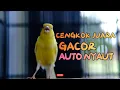 Download Lagu Kenari Gacor Ngerol Padat! Cuit Cuit Panjang Bikin Emosi, Ampuh Bikin Paud Cepat Gacor
