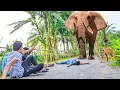 Download Lagu Elephant Attack On Village Boy In Indian Forest Road | Elephant Attack Video | Fun Made Movie