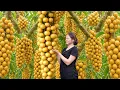 Download Lagu Harvesting Giant Wild Bon Bon, Country Girl Makes Crispy Cheese Cake – Village Children Eat Non-Stop