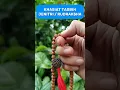 Download Lagu Tuah Tasbih Jenitri Rudraksha