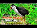Download Lagu SUARA PIKAT RUAK RUAK TUNGGAL AMPUH ✓CEPAT DATANG ✓BITDRAP