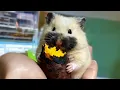 Cute Wild Baby Animal Moments You Should See! 🤣 Funniest ANIMALS Video