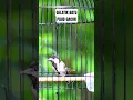 Download Lagu GELATIK BATU MUDA BELAJAR GACOR #baladakicau #burung #gelatikbatu #gelatikbatugacor #gelatikgacor