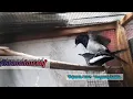 Download Lagu KACER JANTAN BARU MASUK LANGSUNG KAWIN||PANCINGAN KACER BUAT BIRAHI SUPAYA CEPAT KAWIN#hqbirdfarm