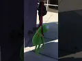 Kermit commits suicide