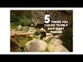 5 THINGS YOU CAN DO TO SAVE GIANT PANDAS CAS EXPERIMENT