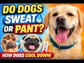 Do Dogs Sweat or Pant How Dogs Regulate Body Heat