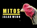 Download Lagu Mitos Ayam Jalak Wido || Peternak Harus Tau‼️