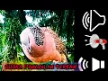 Download Lagu SUARA Mp3 Terkukur terbaik#BL langsung datang. 💥💥💥