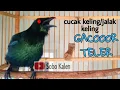 Download Lagu Pancingan Cucak Keling gacor teler full isian