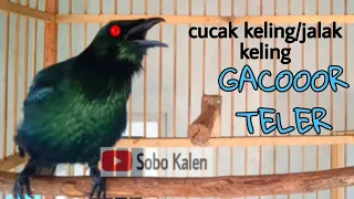 pancingan cucak keling gacor teler full isian