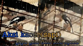 Download AKSI KACER(SAPI) MILIK OM. YUDISTIA | DI ACARA AKA TV || ROLL SPEED TANPA JEDA. MP3