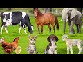 Lagu Farm Animals 4K | Cat, Cow, Sheep, Dog, Chicken \u0026 More Sounds