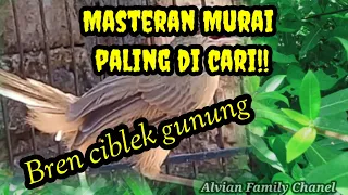 masteran ciblek gunung full bren paling di cari 