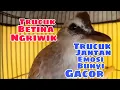 Download Lagu Panggilan Trucukan Betina Ngriwik Bikin Trucuk Jantan Emosi Gacor Rajin Bunyi