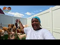 CAMP BOW WOW Dog Day Care Boarding Where all the cool dogs hang out in Fort Worth