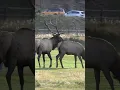 Download Lagu Bull Elk Following Cow Elk During the Rut and Bugles #animalshorts