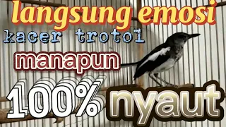 kacer trotol gacor dongkrak emosi kacer trotol manapun 100 nyautt