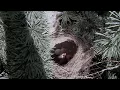 Download Lagu AR PUTNIEM... rudens 1. sērija (putnu ligzdas)