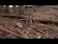 Angry Bobcat Will Send CHILLS Up Your Back Volume Up