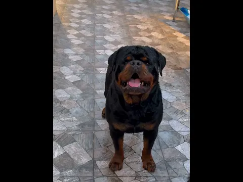 That Rottweiler Face Is Impossible to Ignore! 🖤🐾
