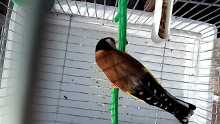 غناء حسون خلوي  البرواڨية دندنها