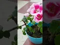 Download Lagu Fairy White Splash Geranium 🌸💚 #plants #balconygarden #trendingshorts #nature