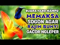 Lagu Penjebol birahi bunyi‼️ Pancingan sogon agar emosi ngleper