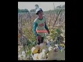 Download Lagu Ayumu tenanan, 150an... #shorts