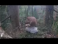 Download Lagu Anna bužina Reini /Anna is preening Reinis' feathers Lesser spotted eagle in spruce, Zemgale, Latvia