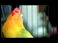 Download Lagu MASTERAN LOVE BIRD NADA LELAH