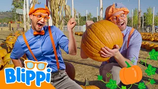 Blippi encuentra una calabaza gigante 🎃 Blippi Español