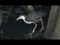 Download Lagu #White-breasted #waterHen sound/#call and #sounds of White breasted waterHen_#Bird