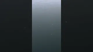 Bait fish at the surface. #Fyp #dream #YouTube #wildlife #nature