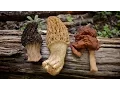 Morel Mushrooms 101 How to Safely Identify and Harvest Morels