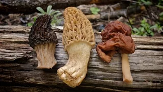 Morel Mushrooms 101 How to Safely Identify and Harvest Morels
