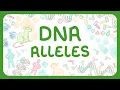 Download Lagu GCSE Biology - DNA Part 2 | Alleles | Phenotype vs Genotype